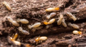 Jasa Anti Rayap Makassar