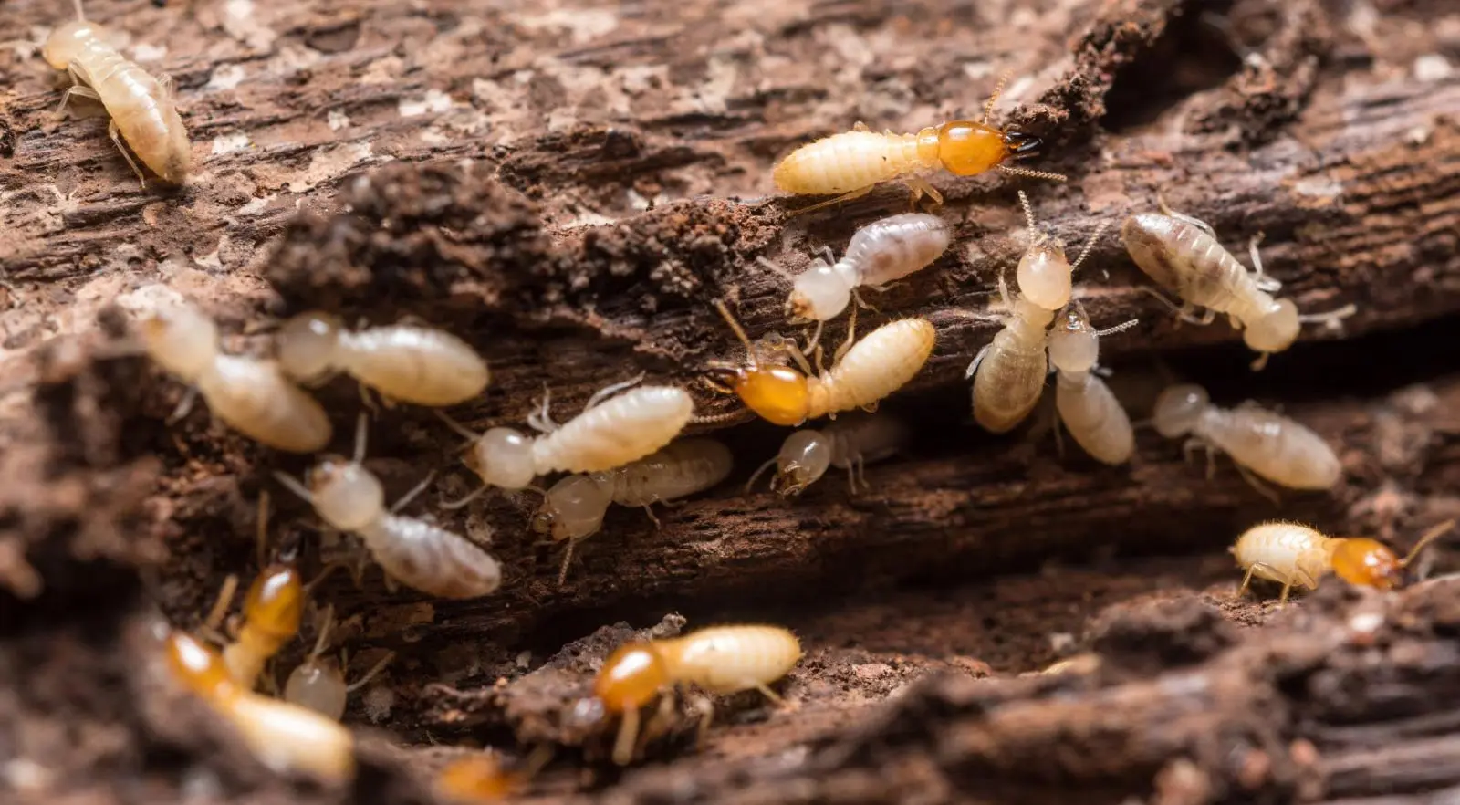 Jasa Anti Rayap Makassar